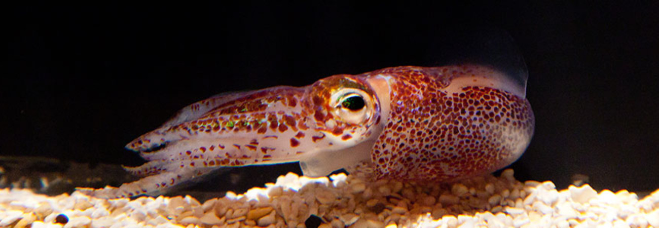 glow squids
