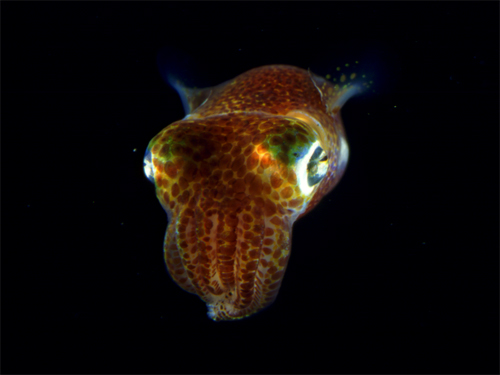 squid
