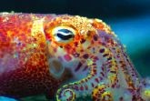 squid