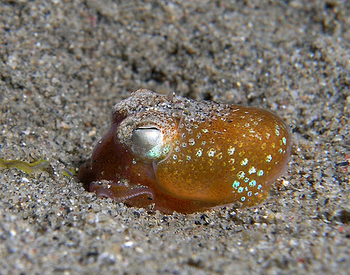 squid